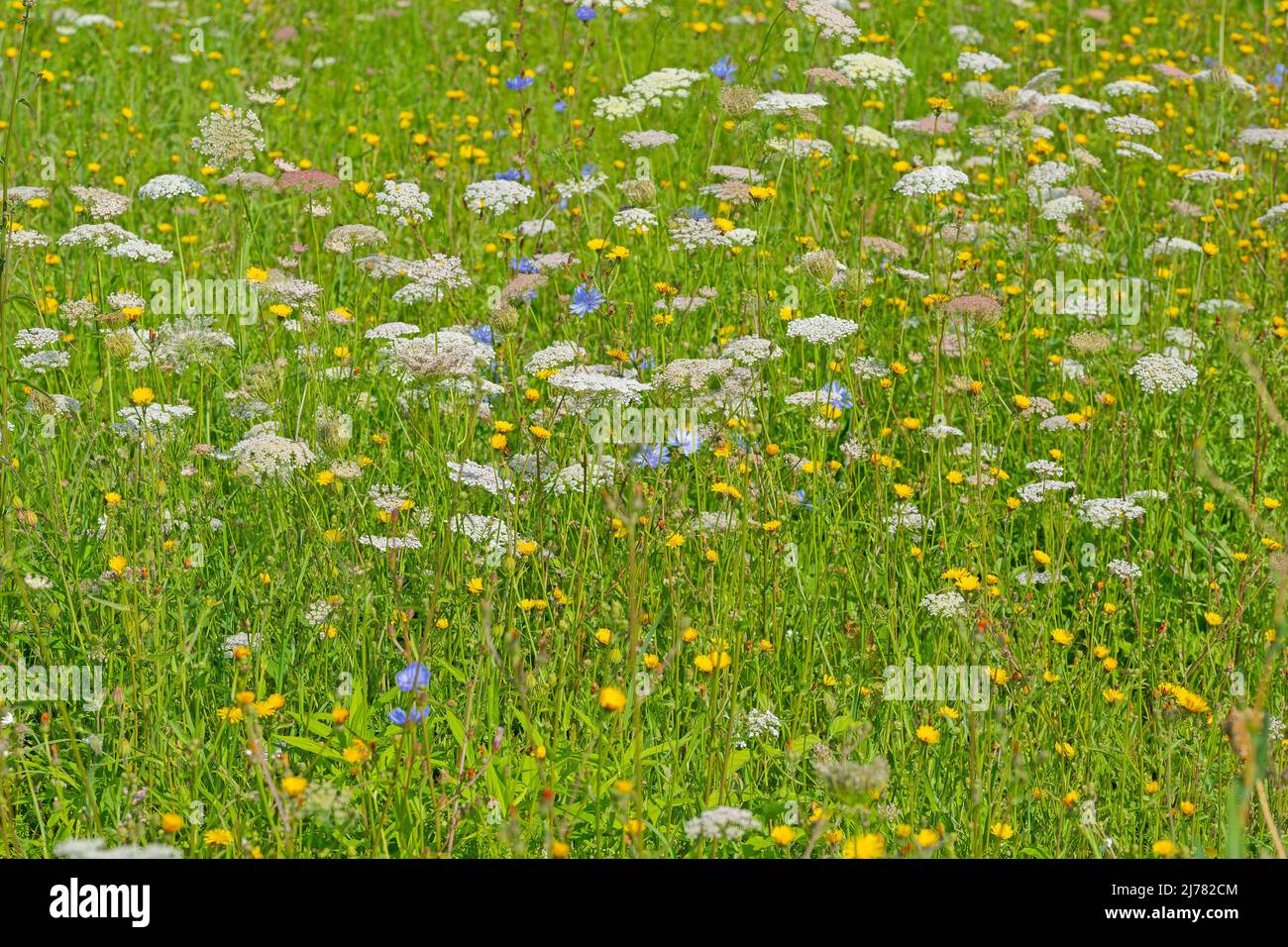 Wildflower meadow with wild carrot and hawkweed Stock Photo