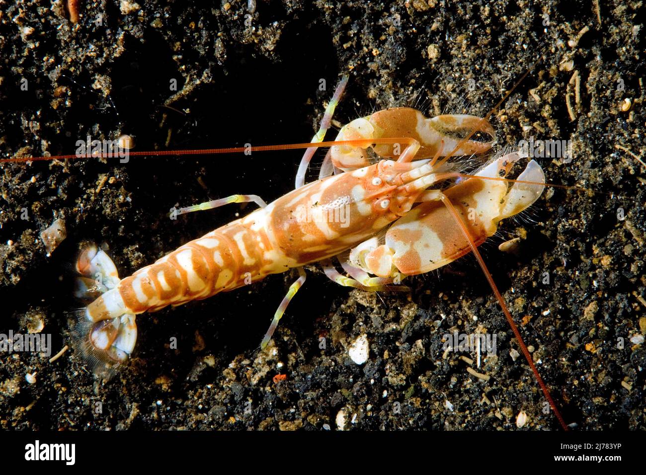 Smoothclaw snapping shrimp (Alpheus paracrinitus), Lembeh Strait, North Sulawesi, Indonesia, Indo-Pacific Ocean, Asia Stock Photo