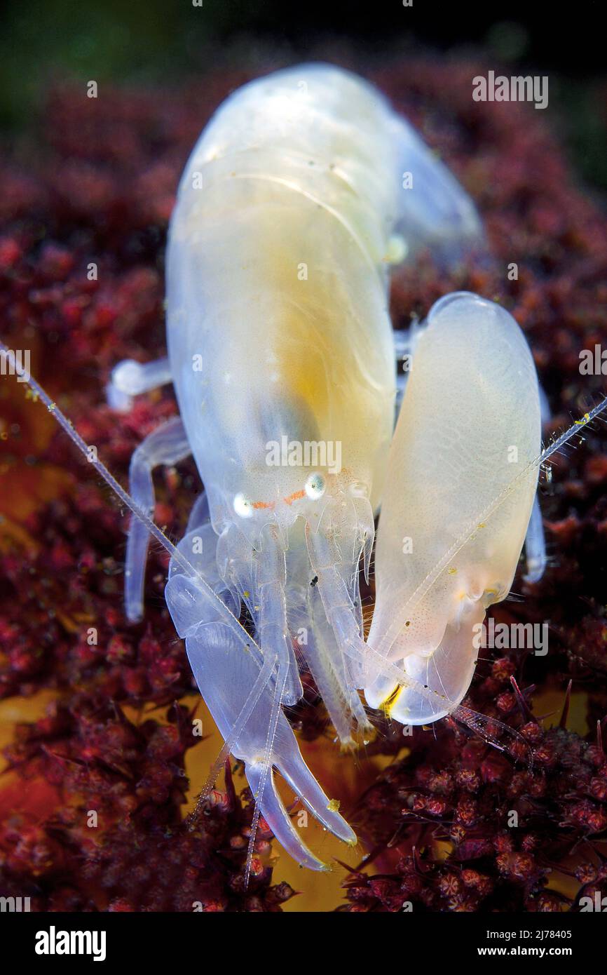 Transparent Snapping shrimp (Alpheus sp.), Lembeh Strait, Indonesia Stock Photo