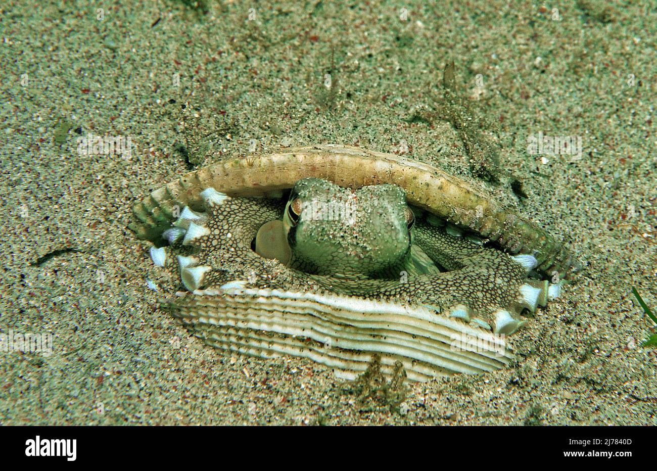 Veined Octopus (Octopus marginatus) hiding in a empty shell (mussel), Puerto Galera, Mindoro, Philippines, Asia Stock Photo