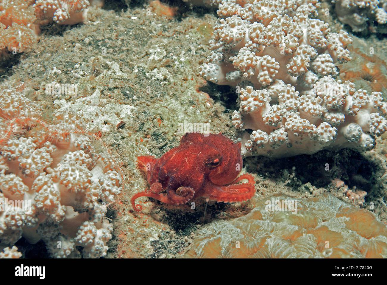 Tiny red Octopus (Octopus sp.) in a coral reef, Puerto Galera, Mindoro, Philippines, Asia Stock Photo