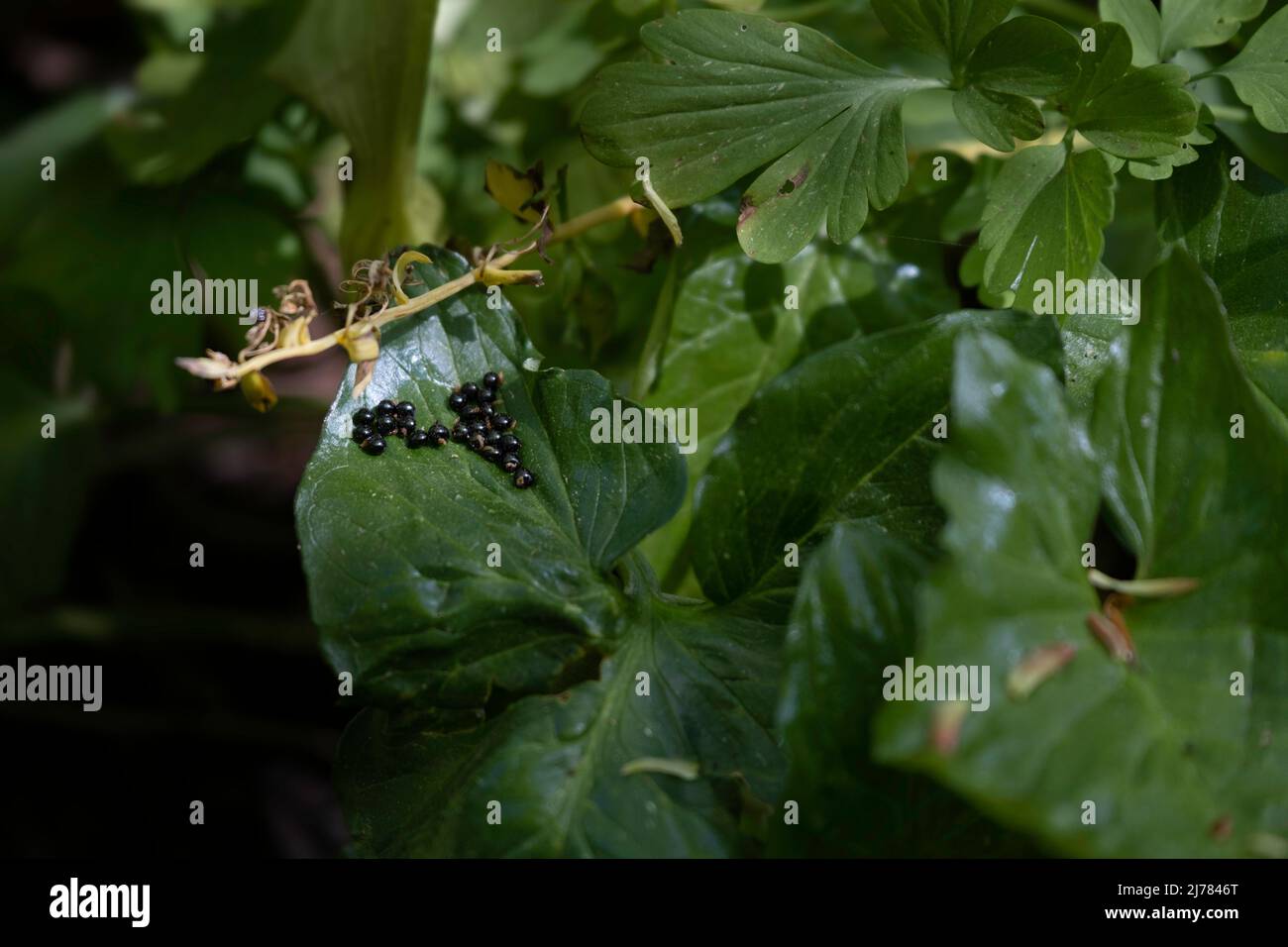 Seeds of the rare Corydalis cava lie in a green leaf of the Arum in a forest. Focus on the seeds, the little black dots in the Arum leaf Stock Photo