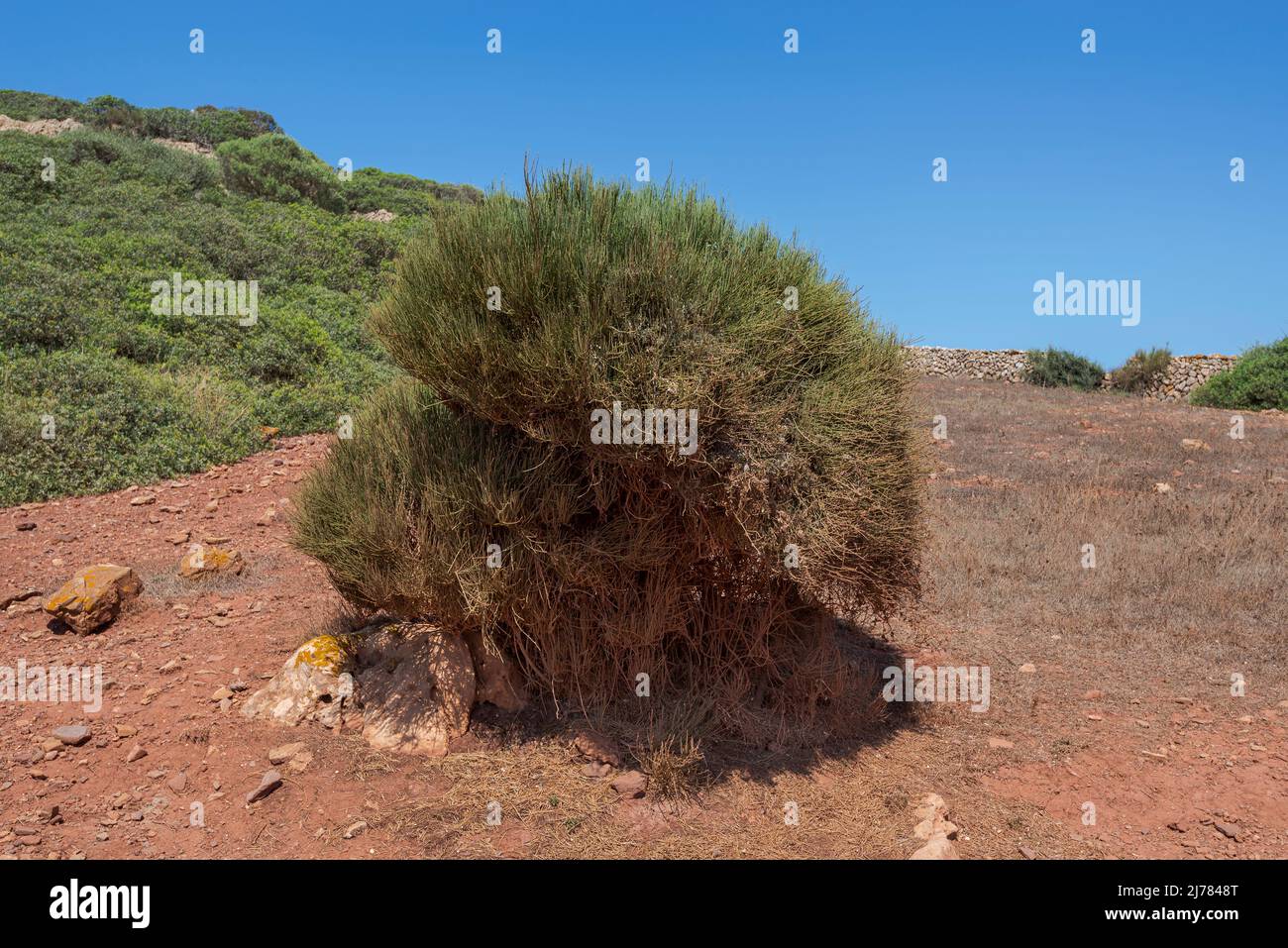 Joint Pine, Ephedra fragilis. Photo taken in the municipality of Es Mercadal, Menorca, Spain Stock Photo