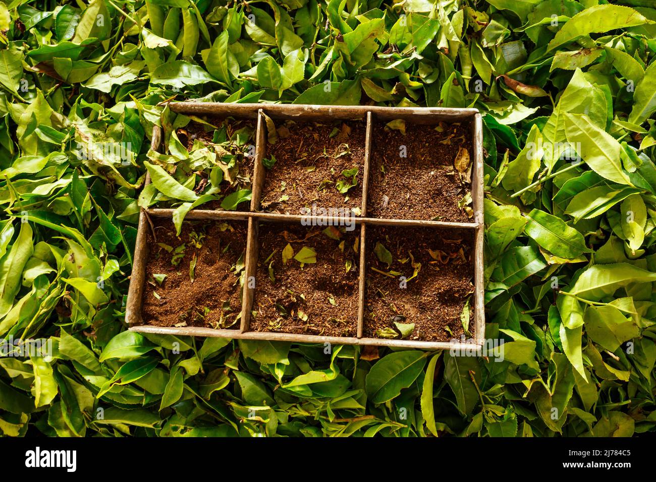 indian tea plantations and leafs in India Kerala Munnar Stock Photo