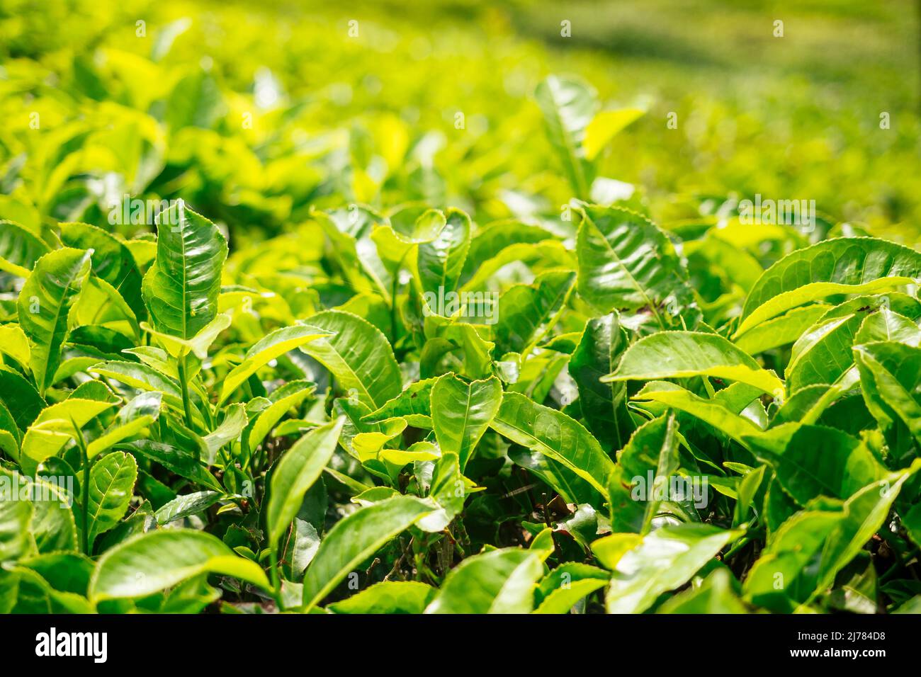 indian tea plantations and leafs in India Kerala Munnar Stock Photo Alamy