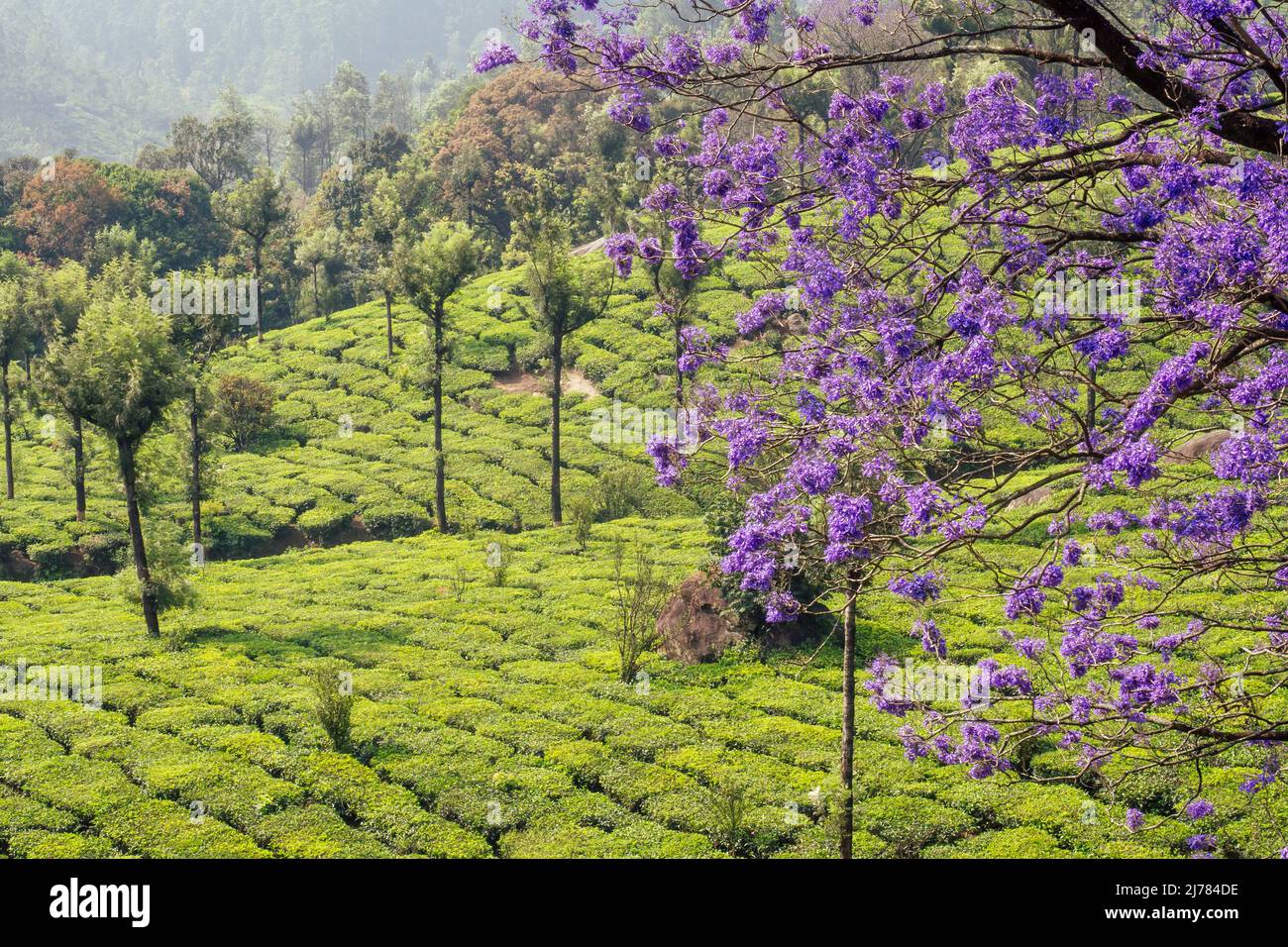 indian tea plantations and leafs in India Kerala Munnar Stock Photo