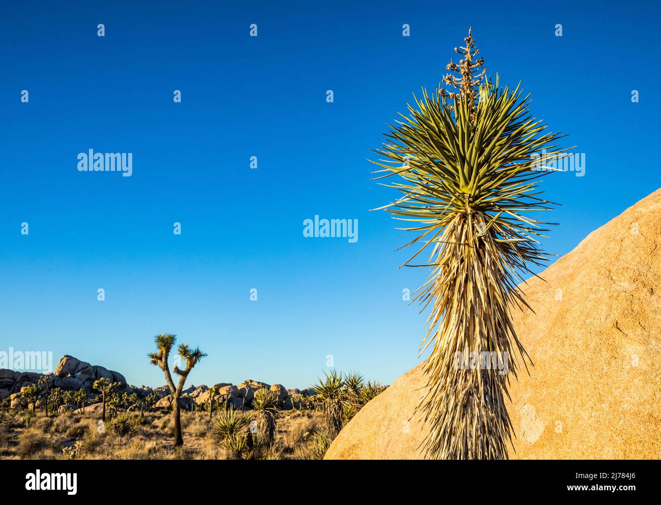 A tall Mojave yucca at sunset in Joshua Tree National Park. Stock Photo