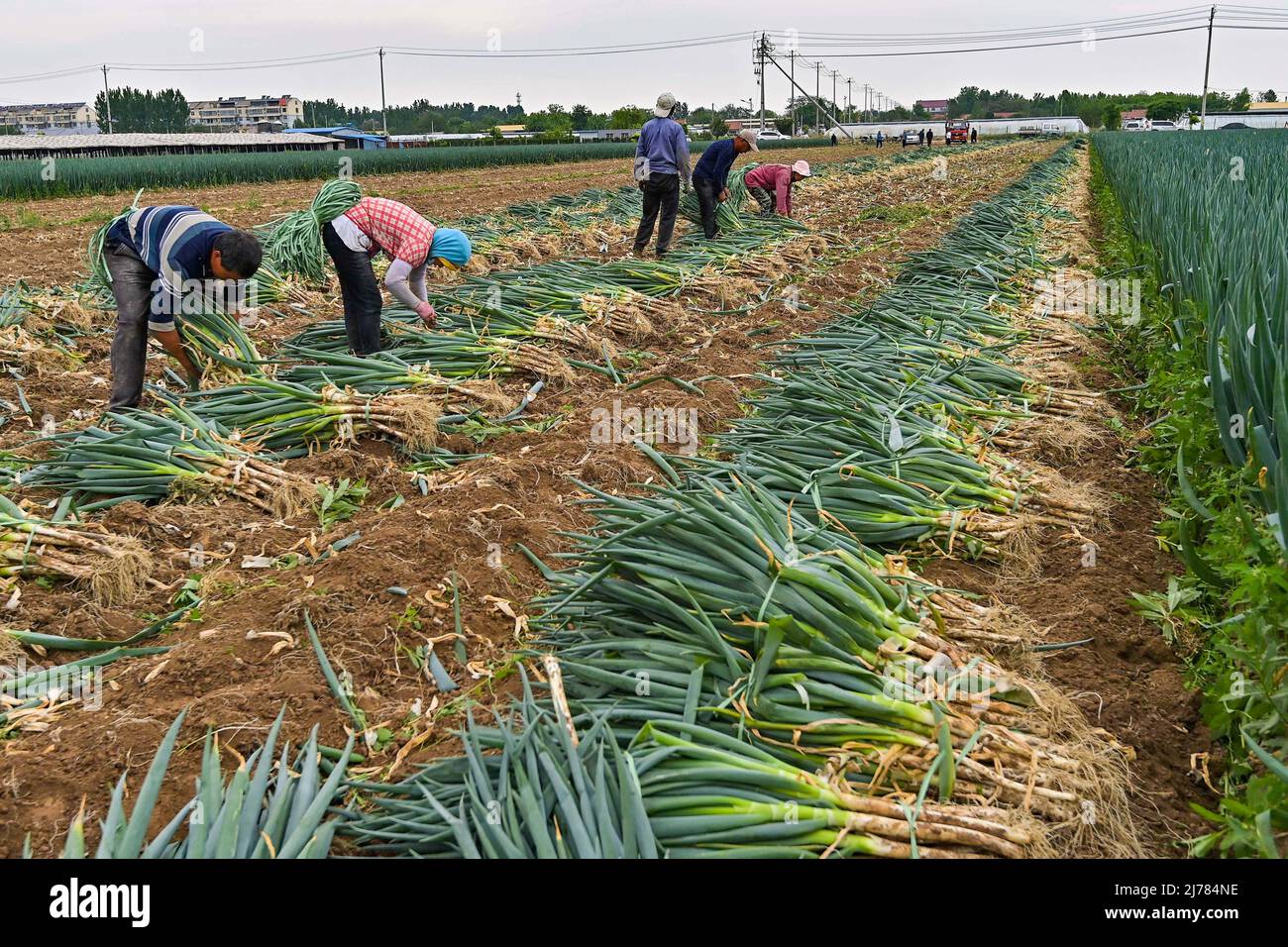 China Green Onion Harvest Hi res Stock Photography And Images Alamy china-green-onion-harvest-hi-res-stock-photography-and-images-alamy
