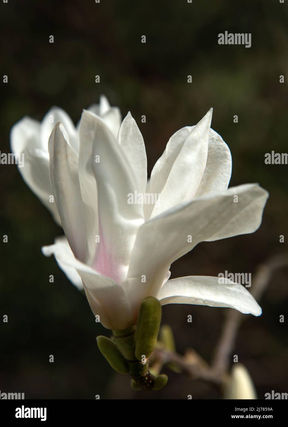 White Magnolia blossom in the garden on a sunny day Stock Photo