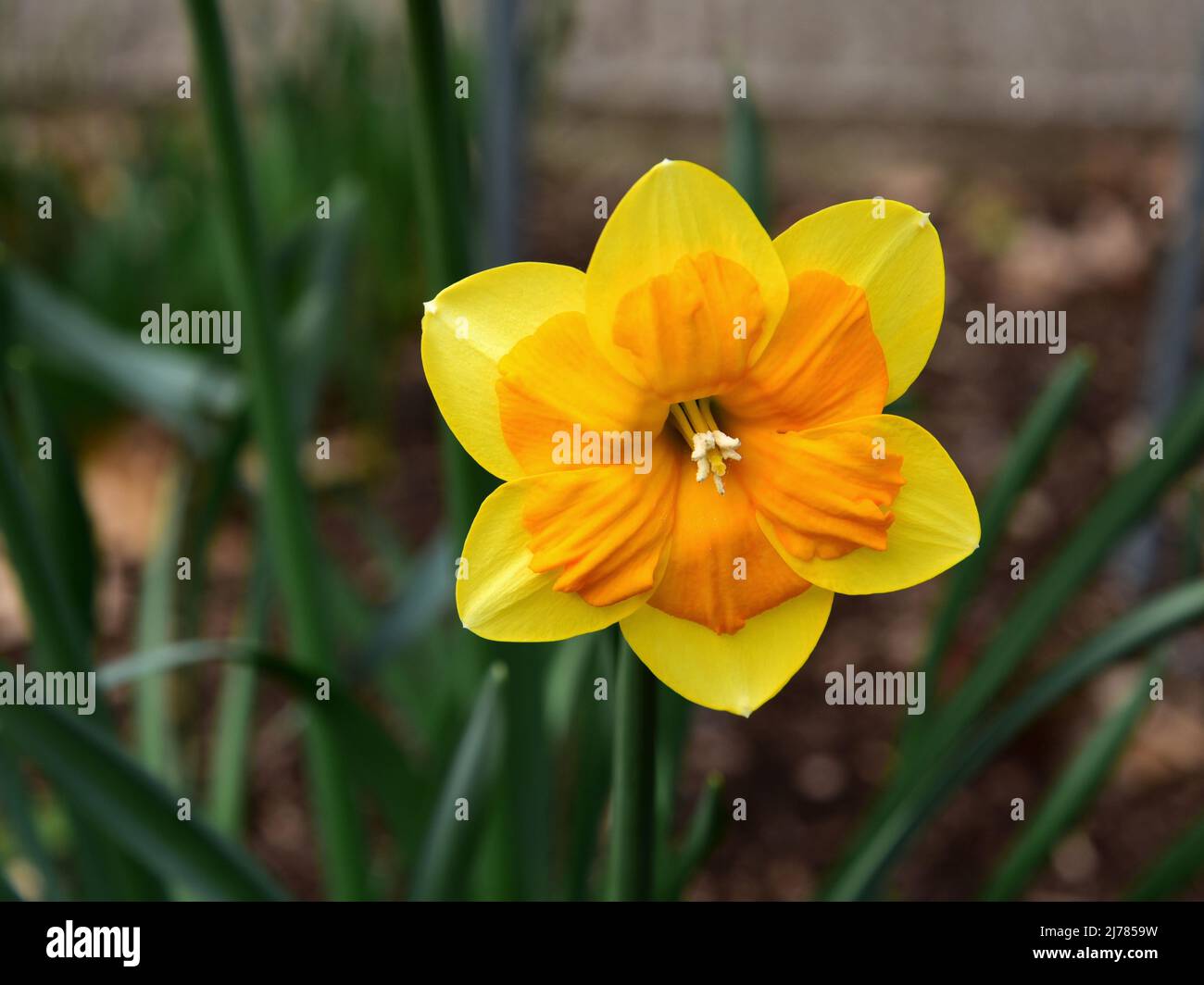 Narcissus on a sunny spring  day Stock Photo
