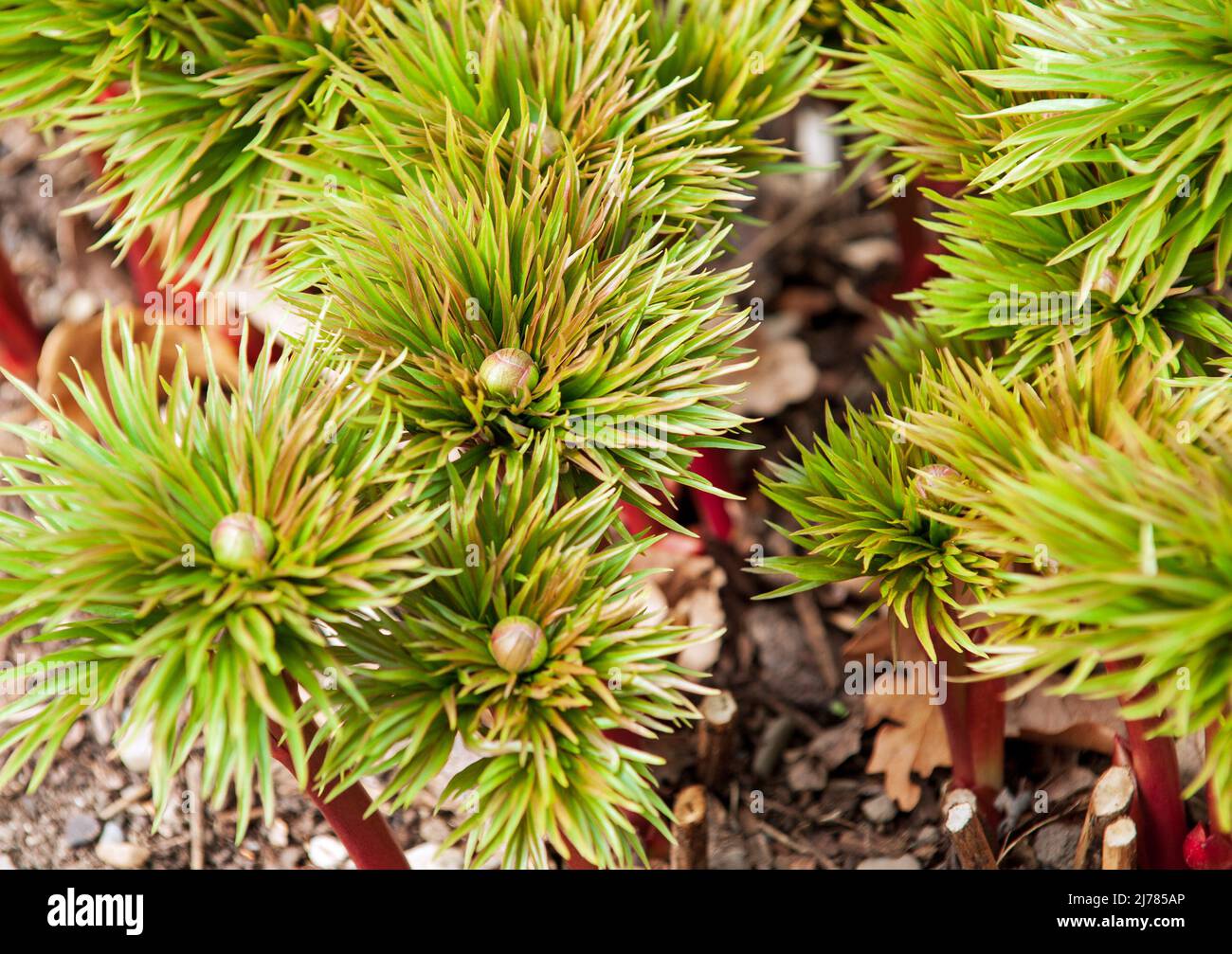 Paeoniaceae, paeonia Smouthii, peony, Peony sprouts on a spring time, flowers and leaves Stock Photo