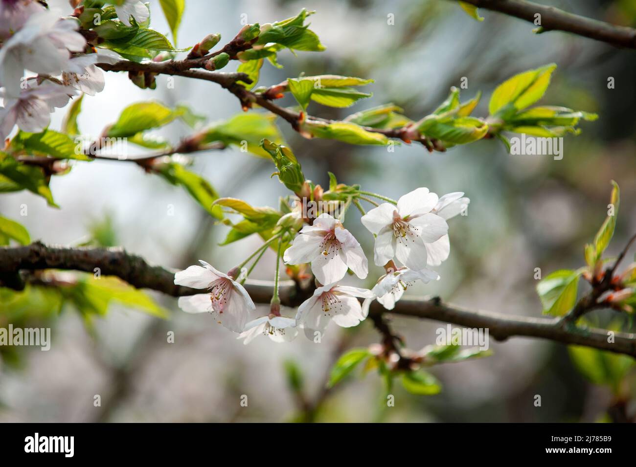 White blossoming twig of cherry tree on sunny day in spring garden (closeup). Stock Photo