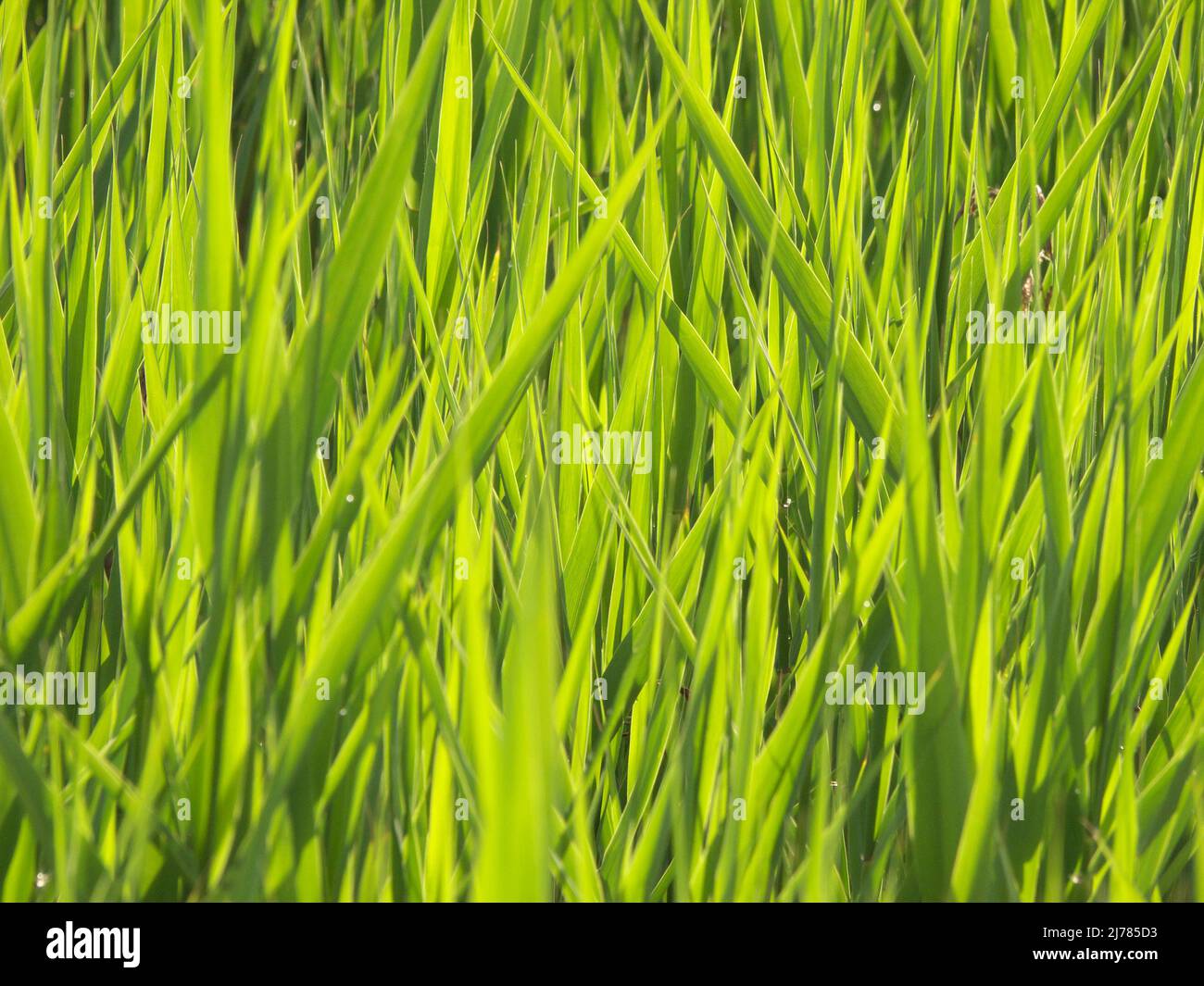 Nahaufnahme Gras als Hintergrund & Textur Stock Photo