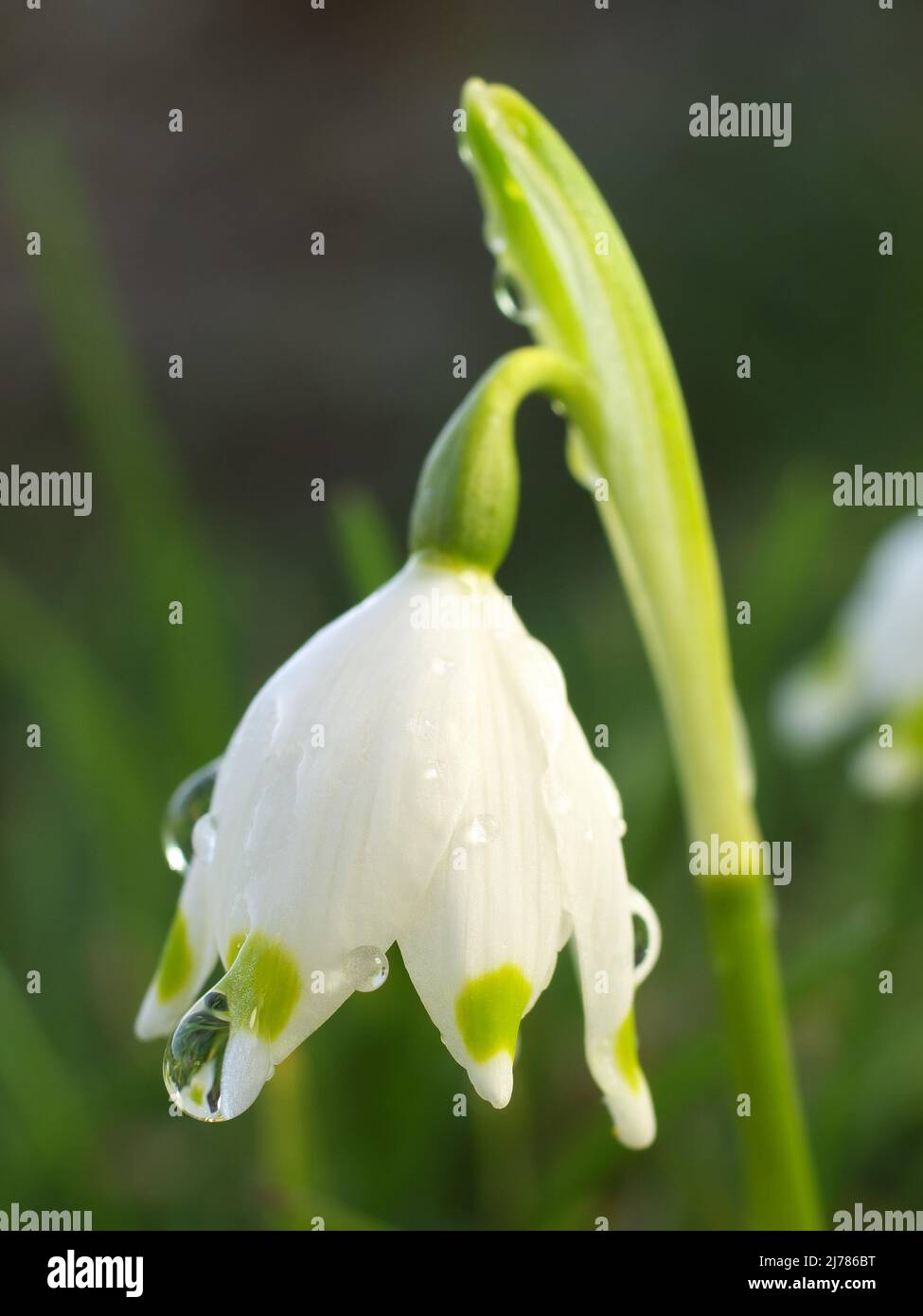 Schneeglöckchen Nahaufnahme (Blüte mit Tau) Stock Photo