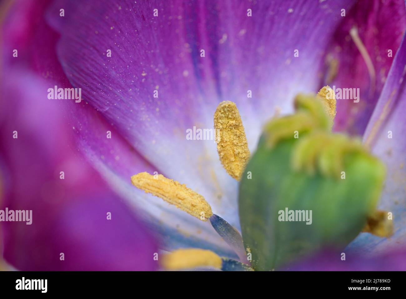 Macro photography of a tulip Stock Photo