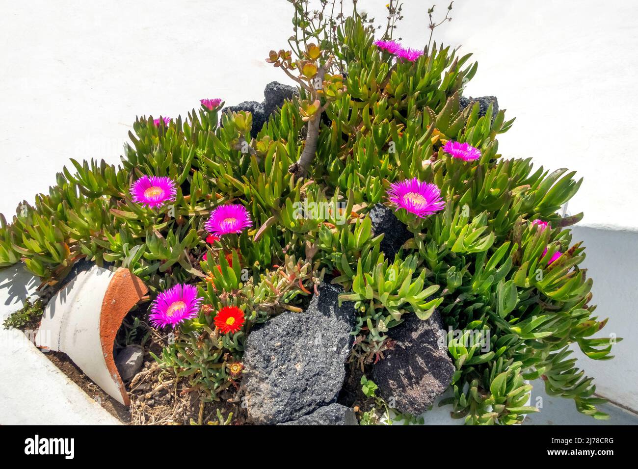 Santorini island, Greece spring pink flowers ice plant decoration Stock Photo