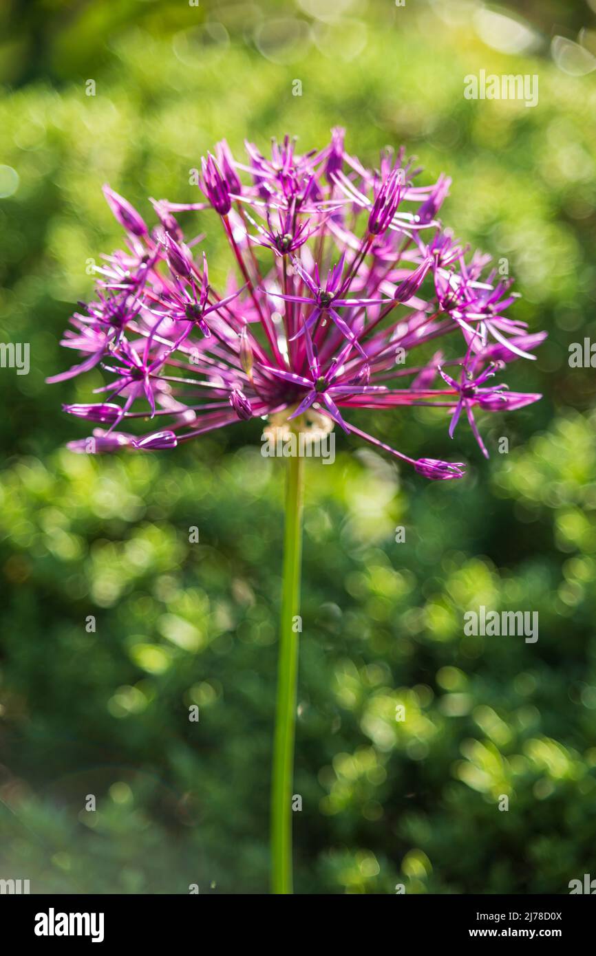 Black garlic in flower Stock Photo Alamy