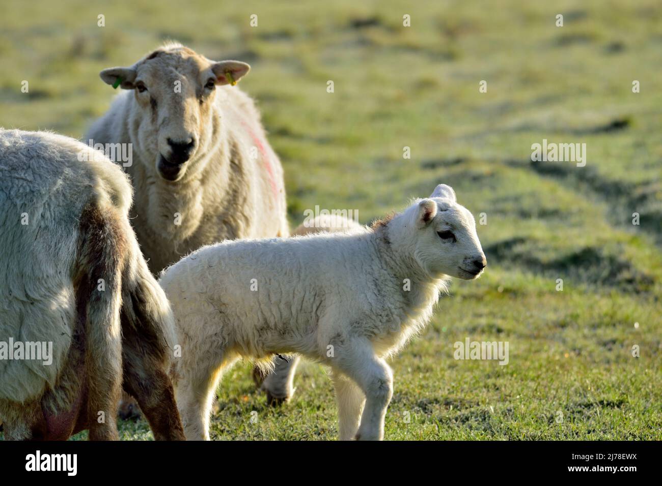 Spring lambs with mother ewe jumping in their field Stock Photo