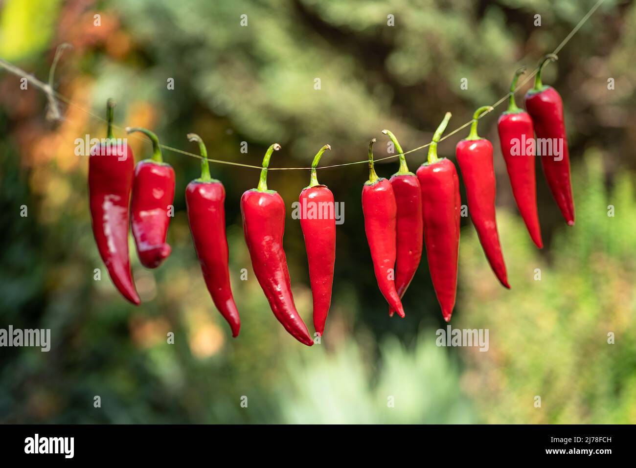 Lot of fresh red chilli peppers strung up on rope. Chili pepper air