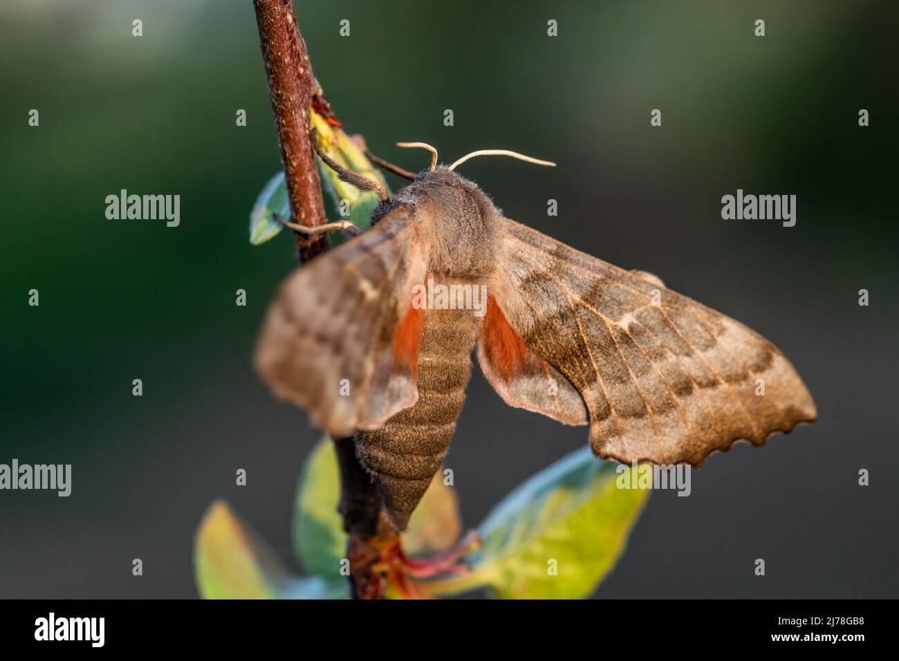 Poplar Hawk-moth - Laothoe populi, beautiful special moth from European forests and woodlands, Czech Republic. Stock Photo