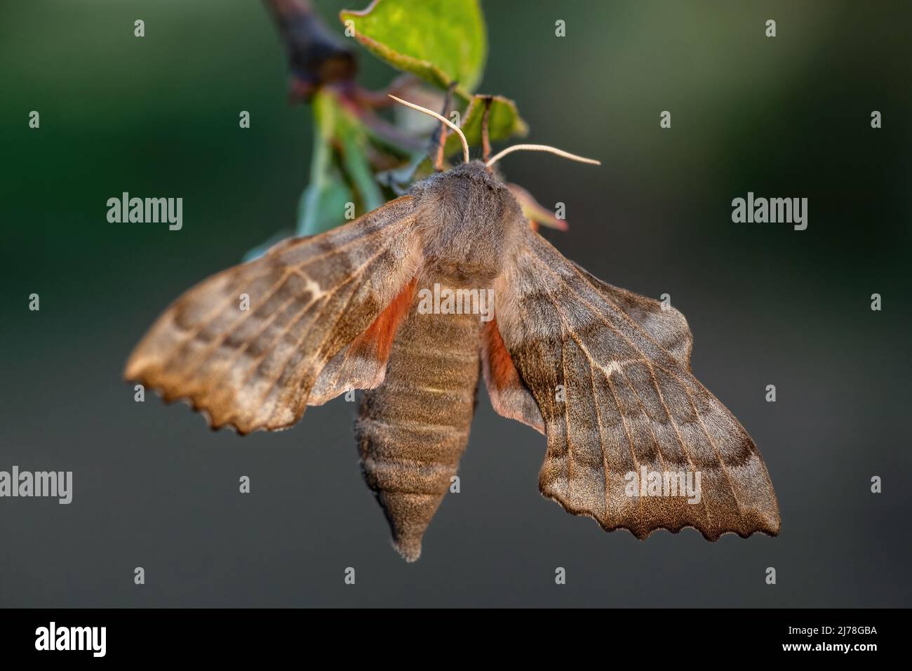 Poplar Hawk-moth - Laothoe populi, beautiful special moth from European forests and woodlands, Czech Republic. Stock Photo