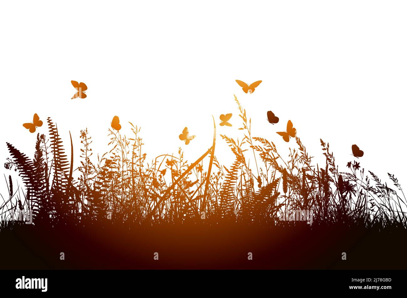 dark Thick Grass in the summer - isolated on white background. Grass ...