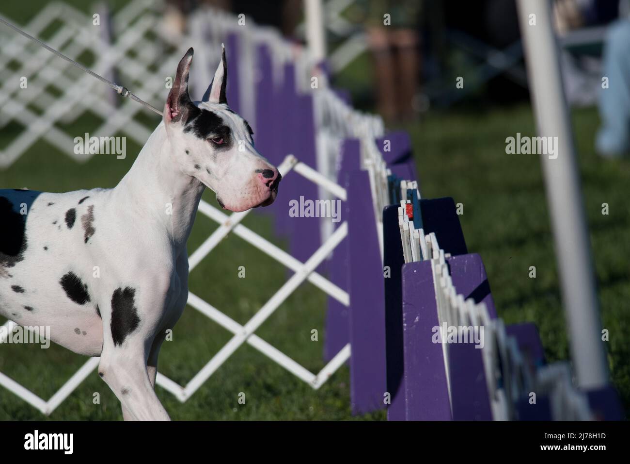 Great Dane reaching the end of the show ring Stock Photo