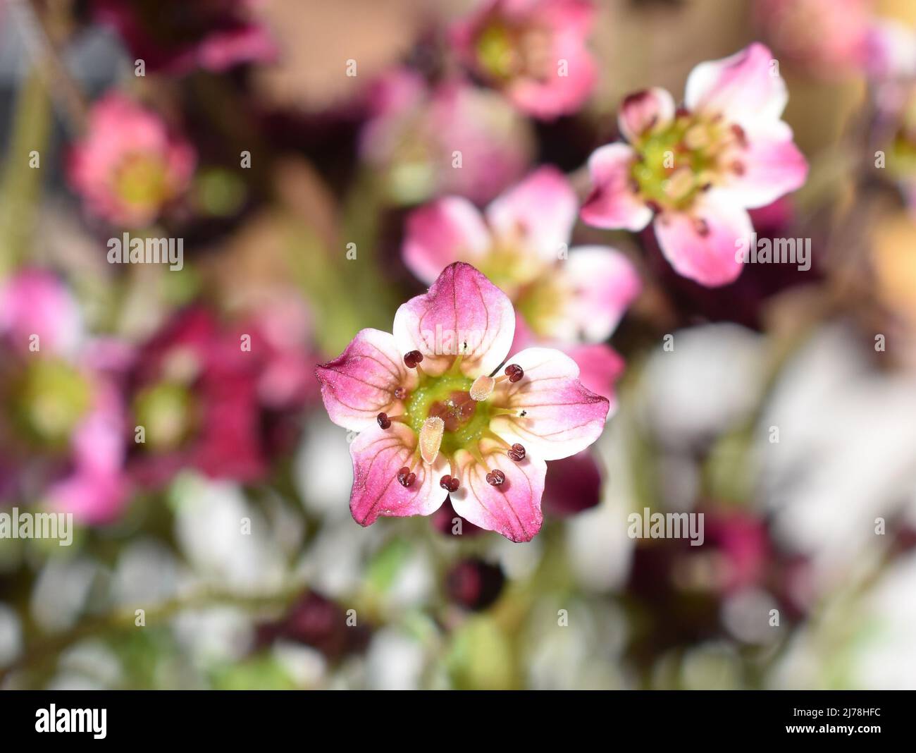 Pink saxifrage Saksifraga Arendsii flowering in a garden in springtime Stock Photo