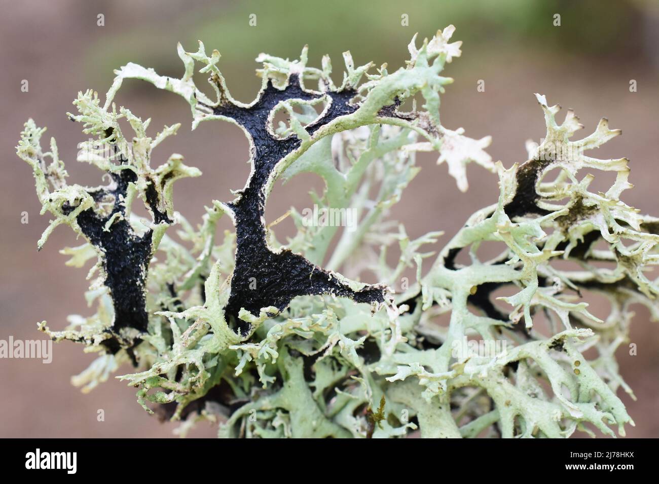The foliose lichen tre moss  pseudevernica furfuracea gray green lobes Stock Photo