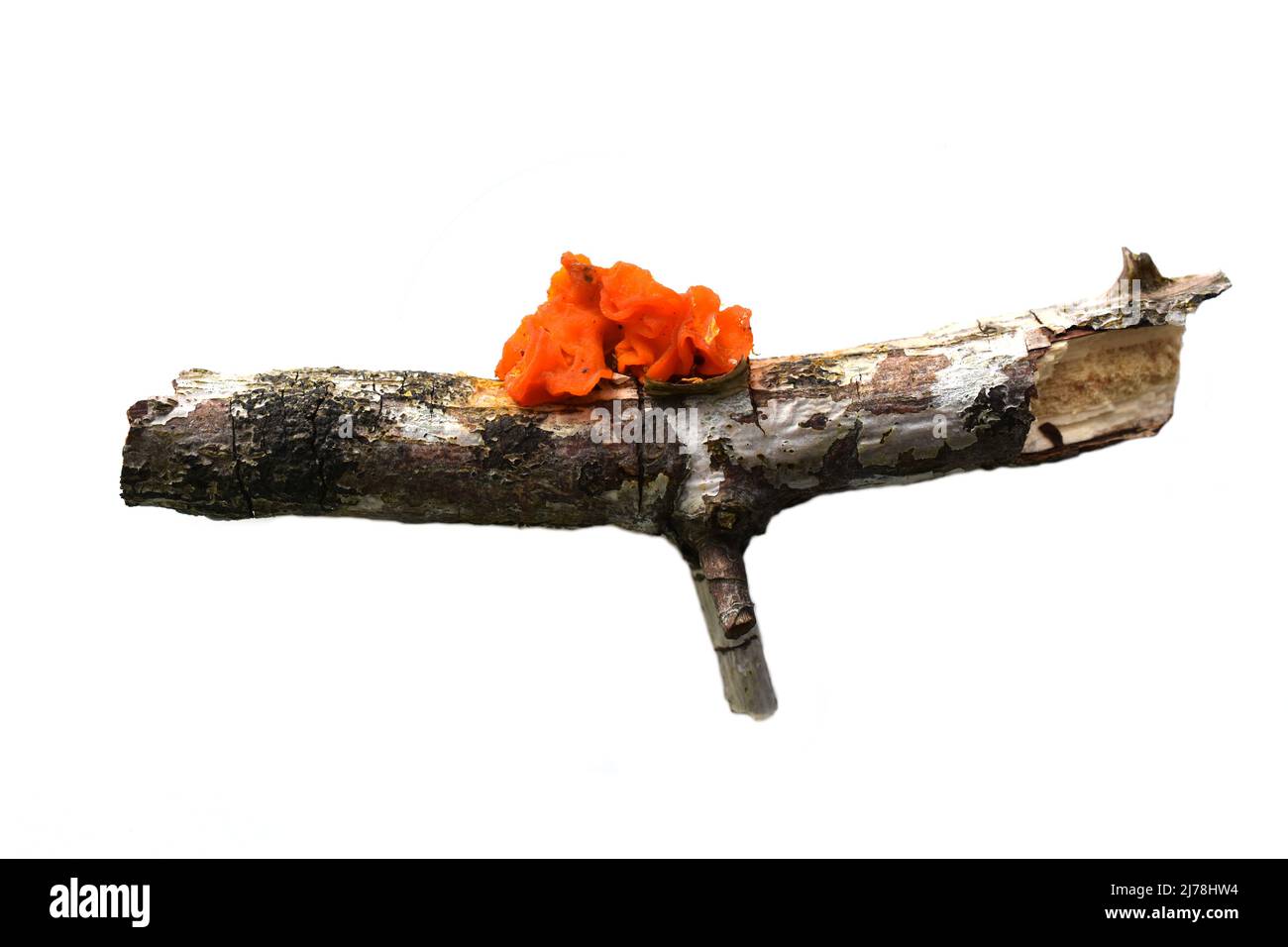 The orange jelly fungus yellow brain tremella mesenterica on a dead tree branch Stock Photo