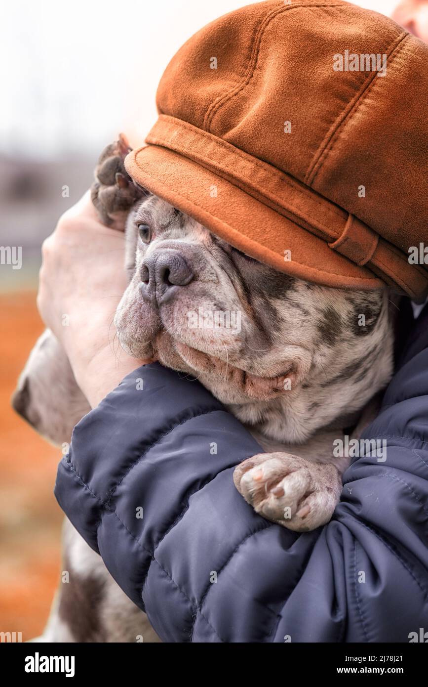 French brindle blue bulldog wearing orange cap sits on hands closeup Stock Photo