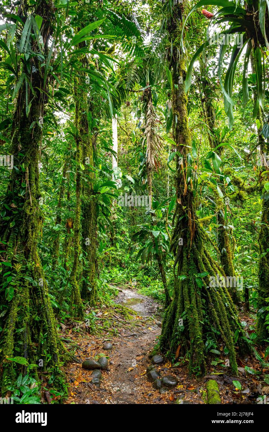 Tropical fern amazon rainforest brazil hi-res stock photography and ...