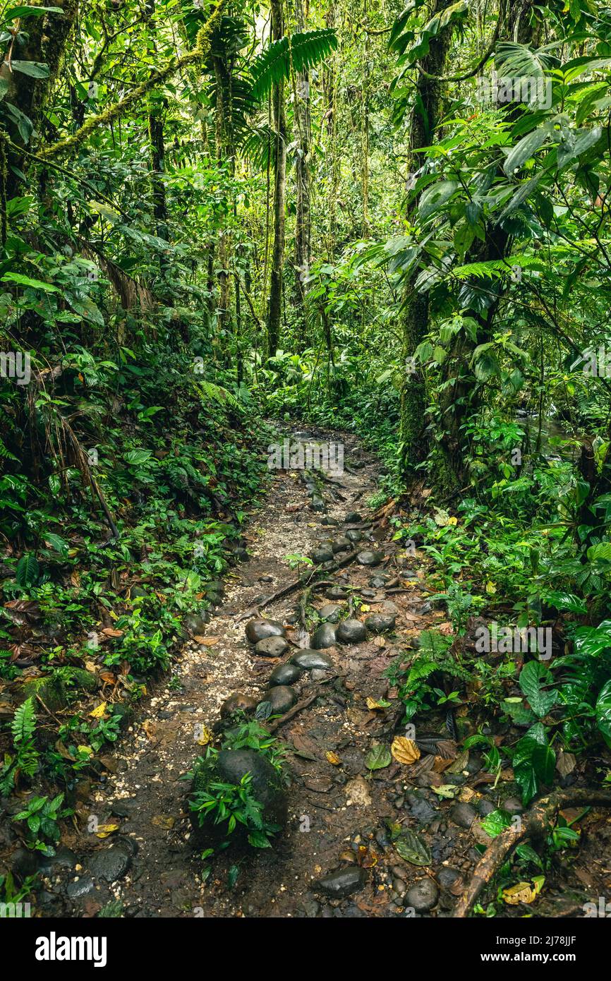 Ecuador Tropical Rainforest. Hiking trail in Amazon Cloud Forest. Jungle path to Hola Vida
