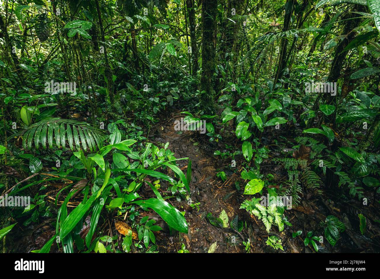 Ecuador Tropical Rainforest. Hiking trail in Amazon Cloud Forest ...