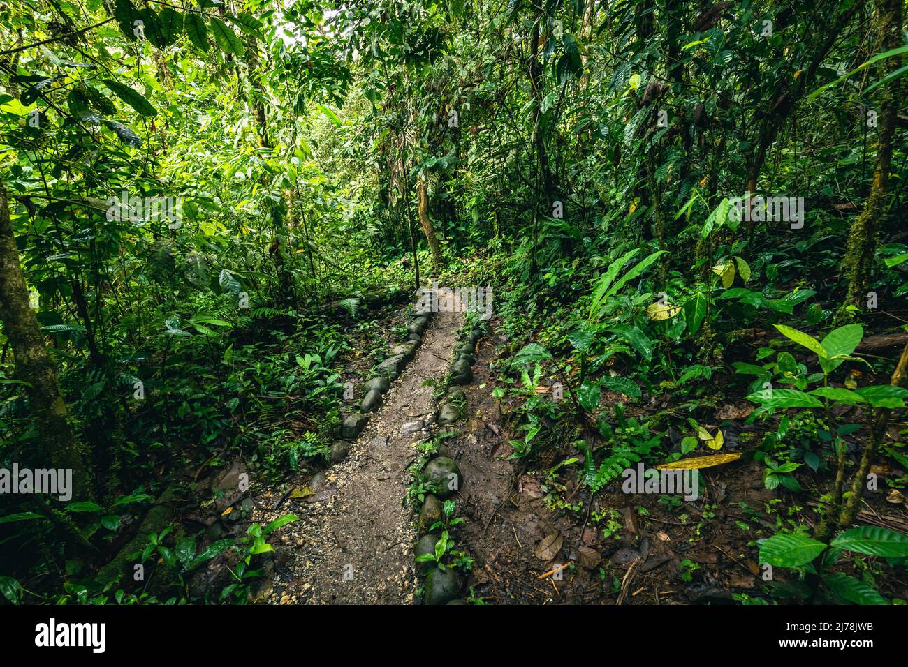 Tropical fern amazon rainforest brazil hi-res stock photography and ...