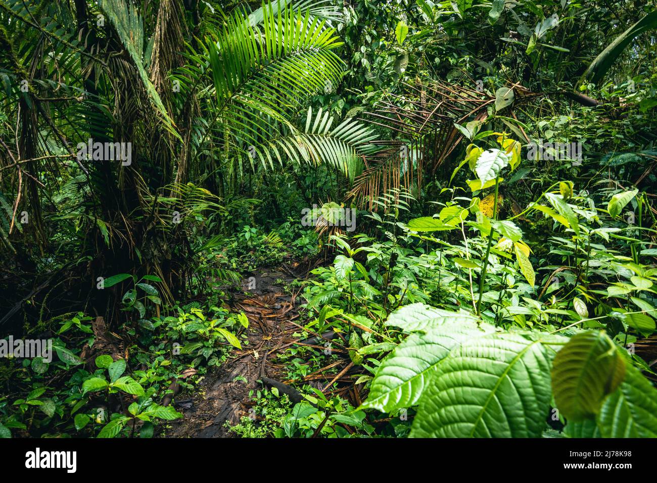 Ecuador Rainforest. Green nature hiking trail path in tropical jungle. Mindo Valley - Nambillo Cloud Forest, Ecuador, Andes. South America. - Stock Image