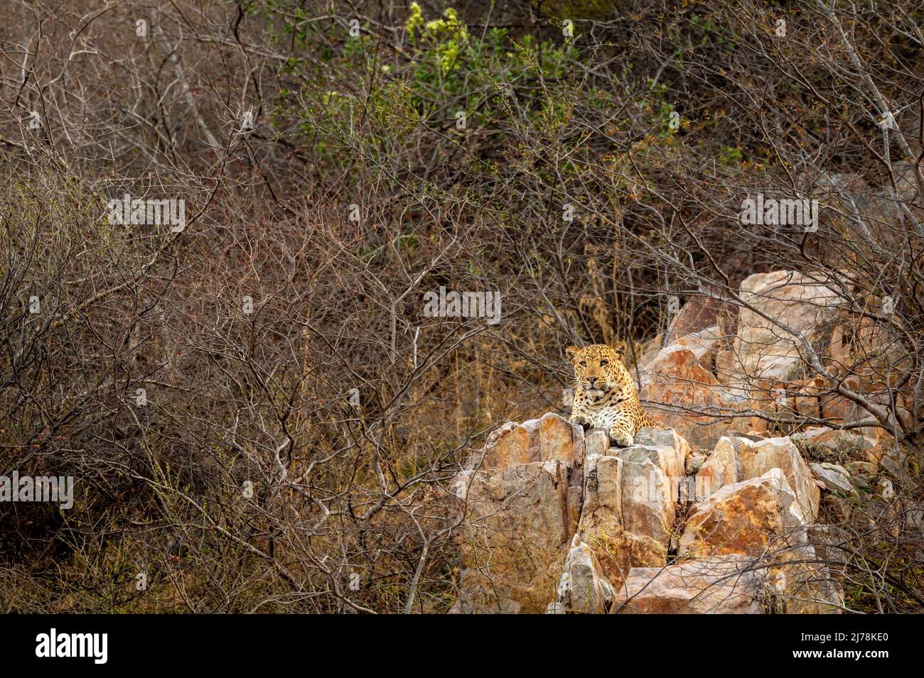 indian wild male leopard or panther resting on rock and high on hills or mountain rocks at outdoor jungle wildlife safari at forest of rajasthan india Stock Photo