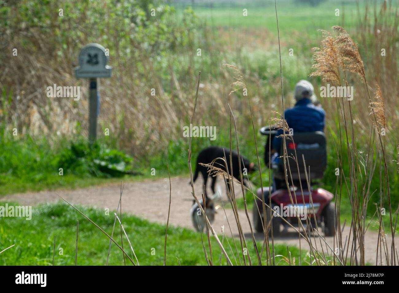 Modility scooter Dog walk Stock Photo Alamy