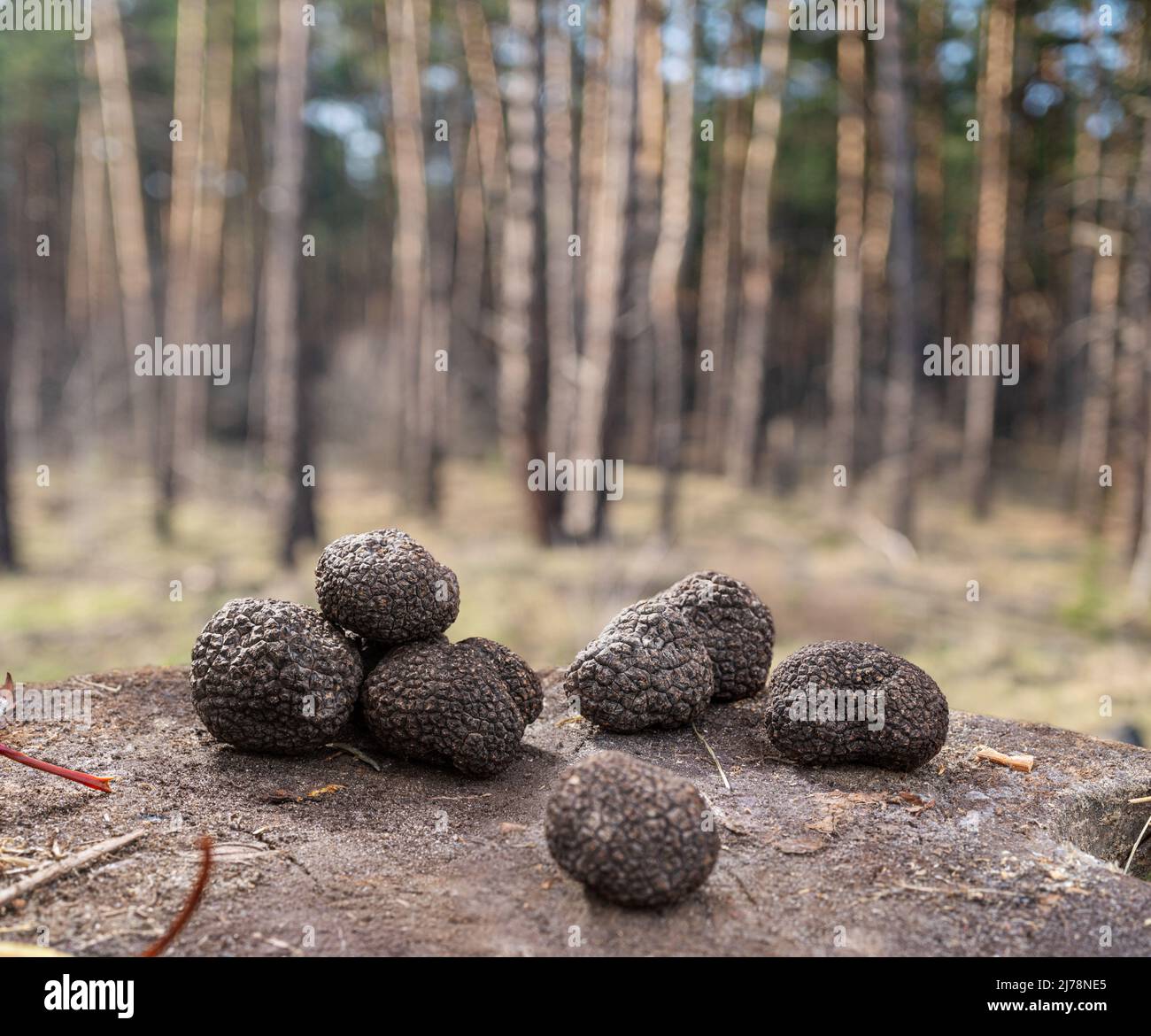 Truffle mushroom hunting. Black edible winter truffles on the wooden table. Nature background. Stock Photo