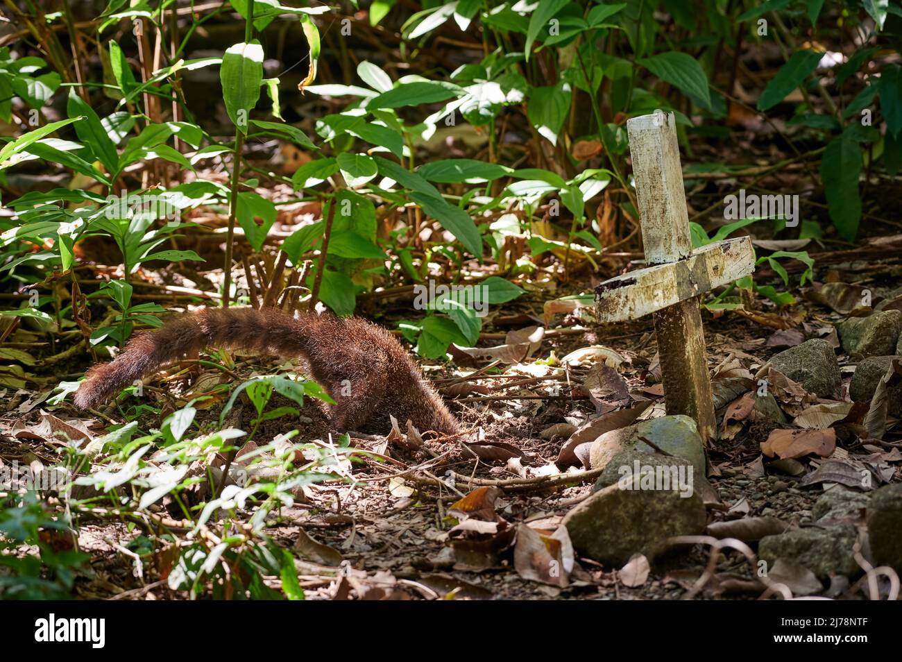 young White-nosed Coati, Nasua narica, digging in front of a cross, Corcovado National Park, Osa Peninsula, Costa Rica, Central America Stock Photo