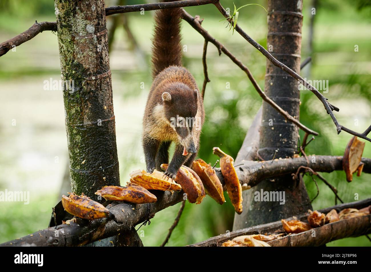 White-nosed Coati steals bananas on a birdfeeder, Nasua narica, Maquenque Eco Lodge, Costa Rica, Central America Stock Photo