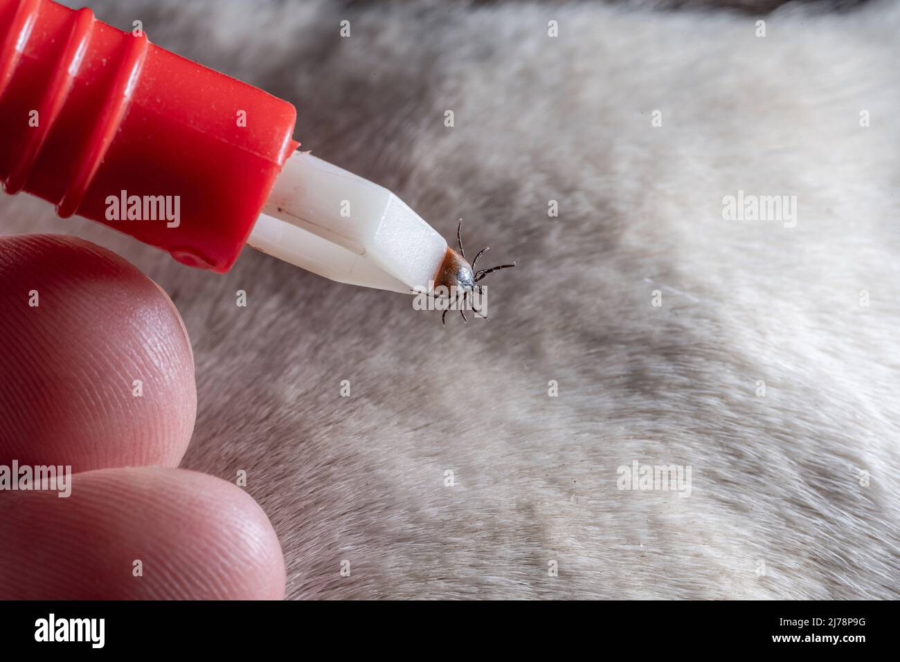 Removing a tick from a dog. A tick in parasite removal tongs in close