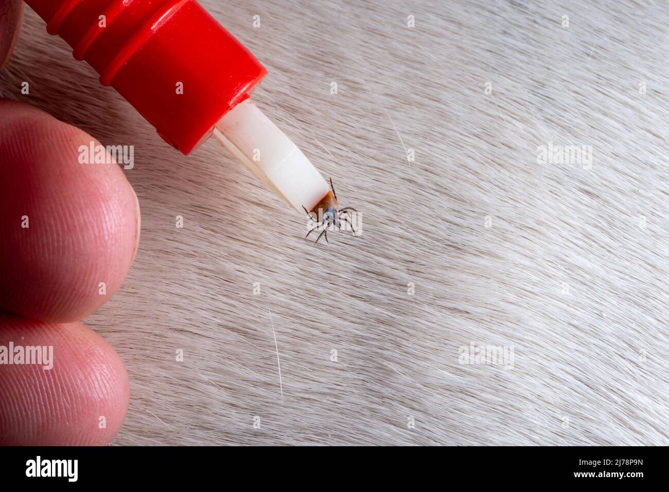 Removing a tick from a dog. A tick in parasite removal tongs in close