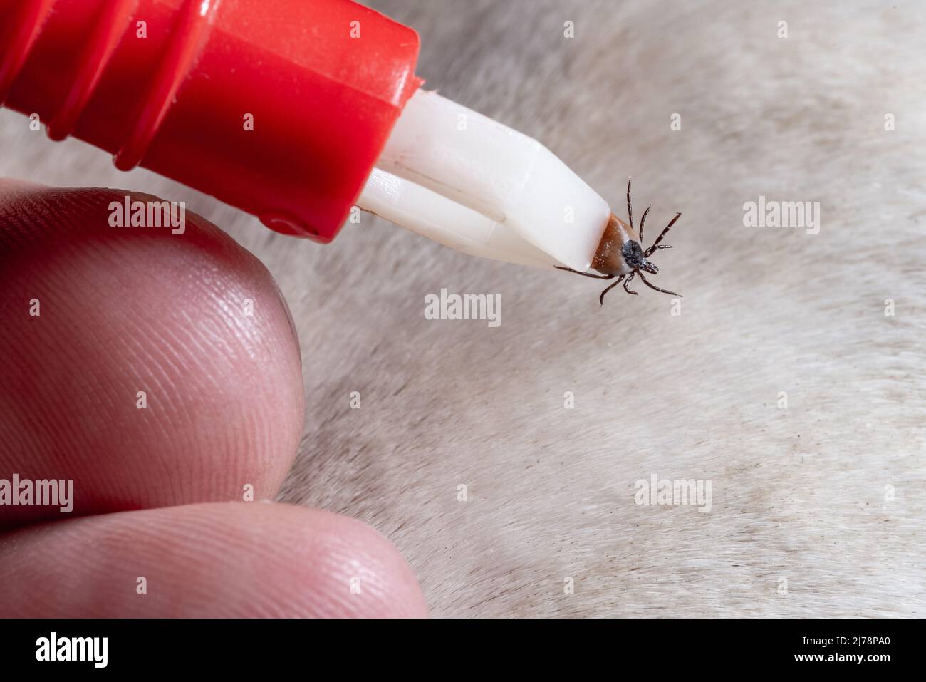 Removing a tick from a dog. A tick in parasite removal tongs in close