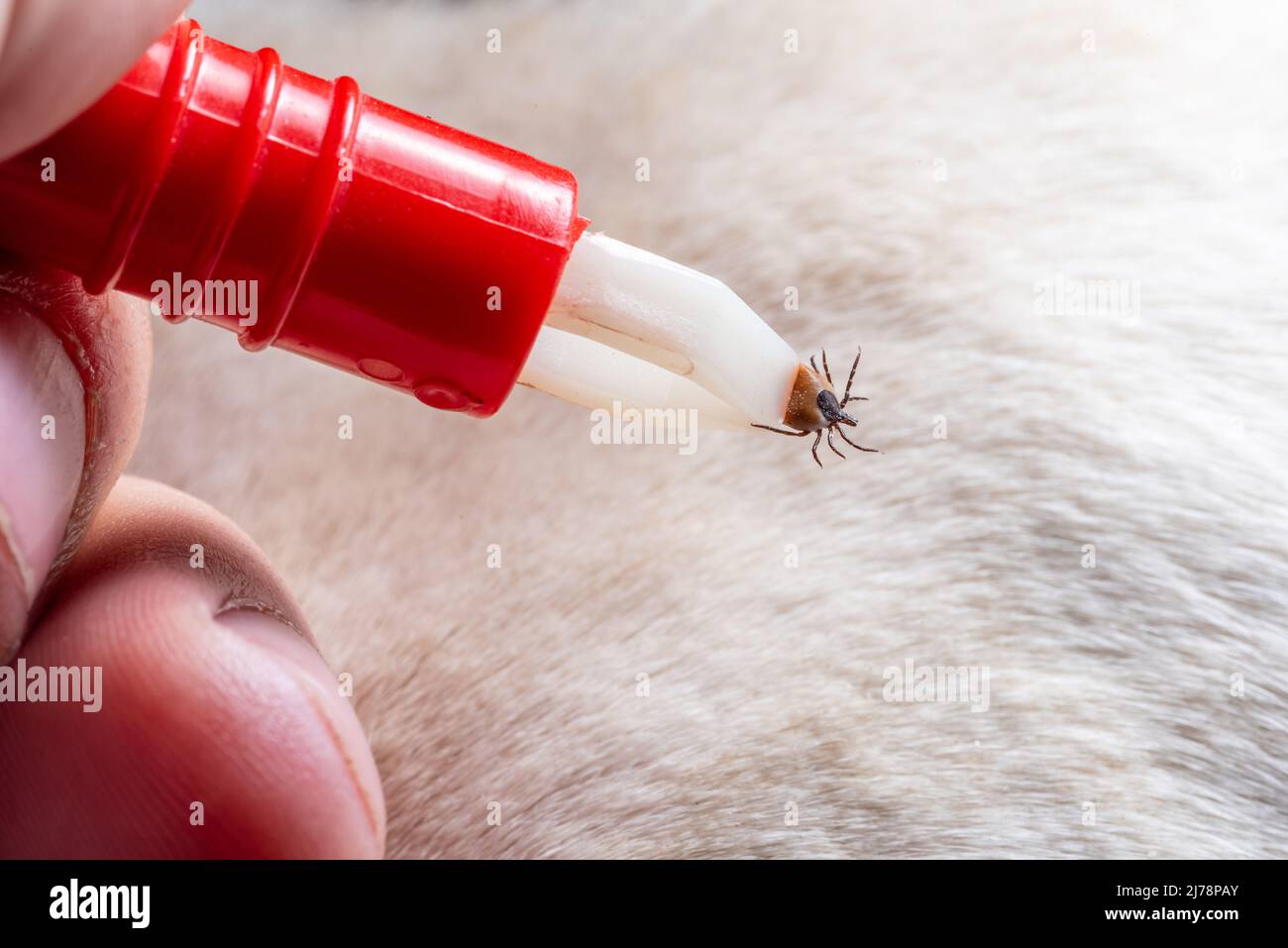 Removing a tick from a dog. A tick in parasite removal tongs in close