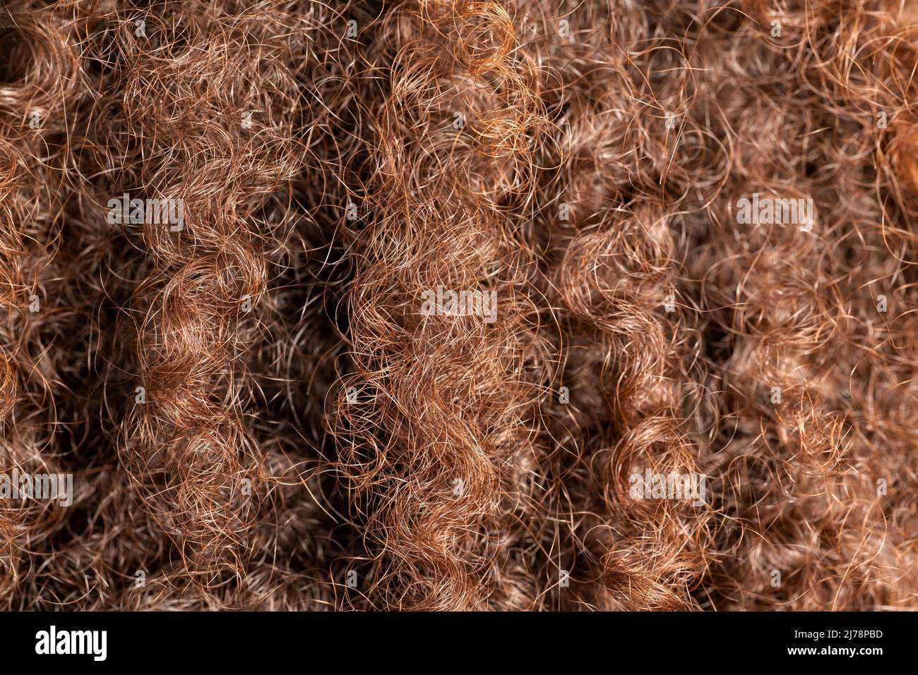 Close up of curly brown and well looking pinch of hair. Hair care concept. High quality photo Stock Photo