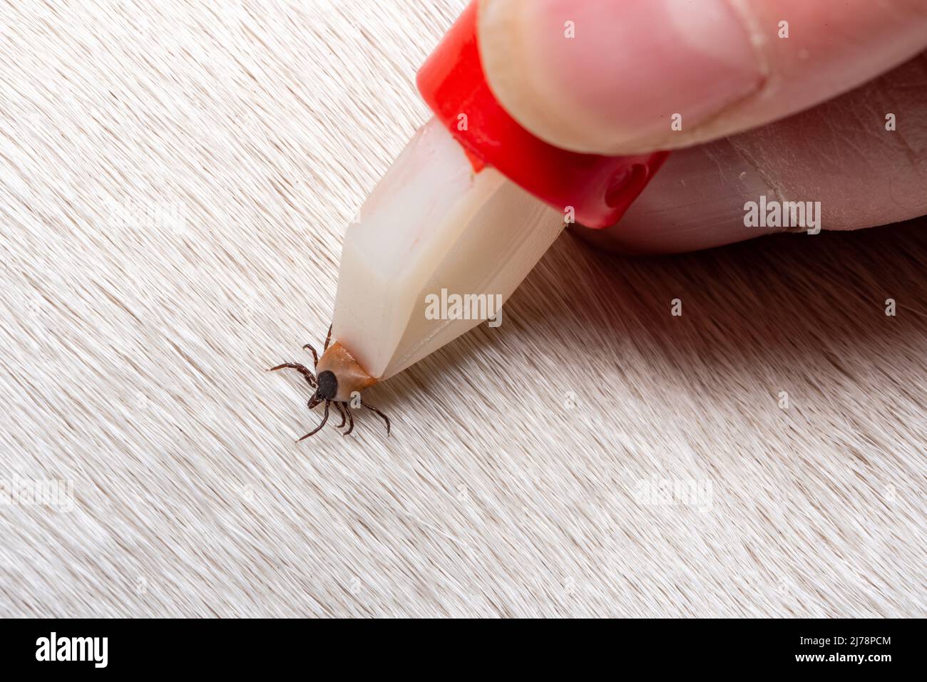 Removing a tick from a dog. A tick in parasite removal tongs in close