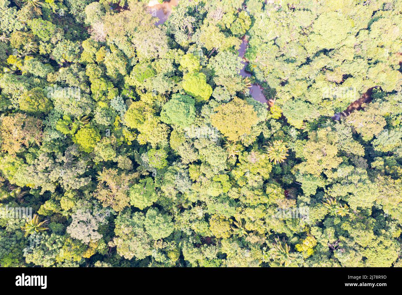 Aerial view photography directly above lush rain forest trees at Malaysia. Untouched jungle, view of the tree tops. Habitat for wild animals and endan Stock Photo