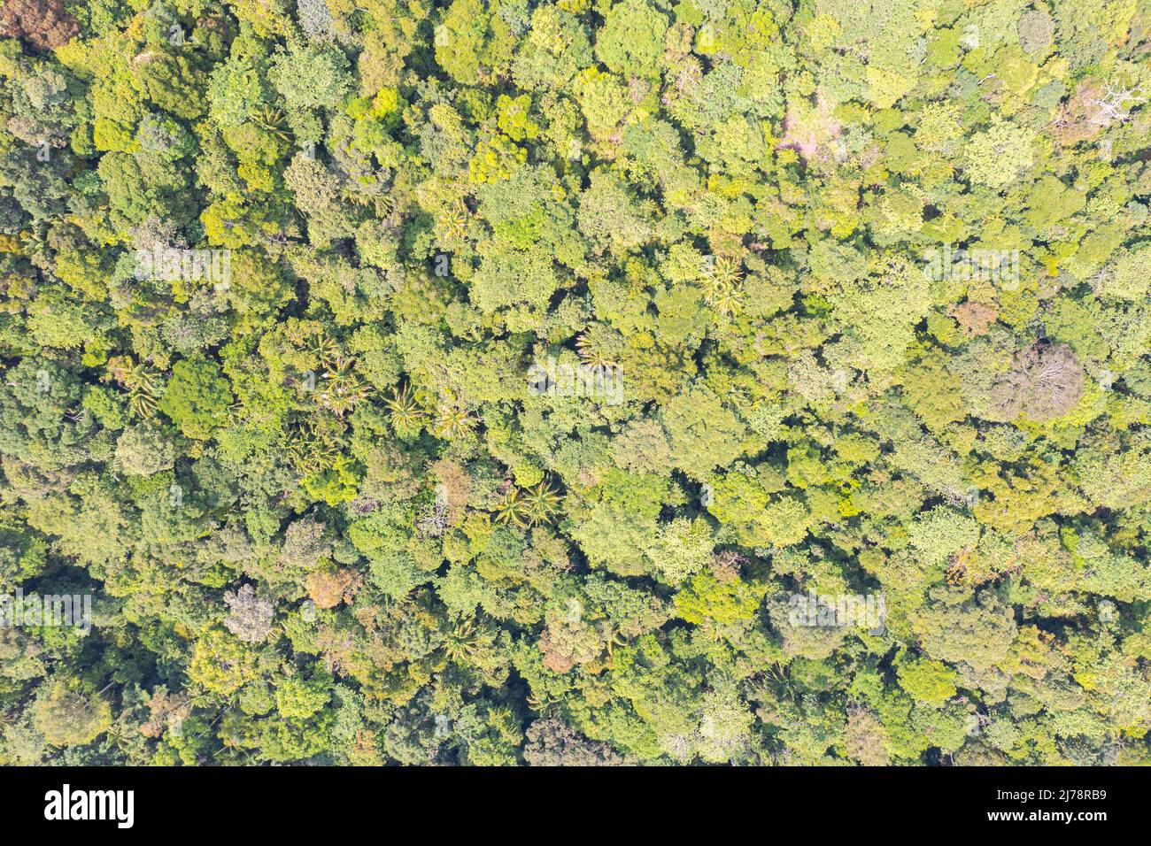 Aerial view photography directly above lush rain forest trees at Malaysia. Untouched jungle, view of the tree tops. Habitat for wild animals and endan Stock Photo