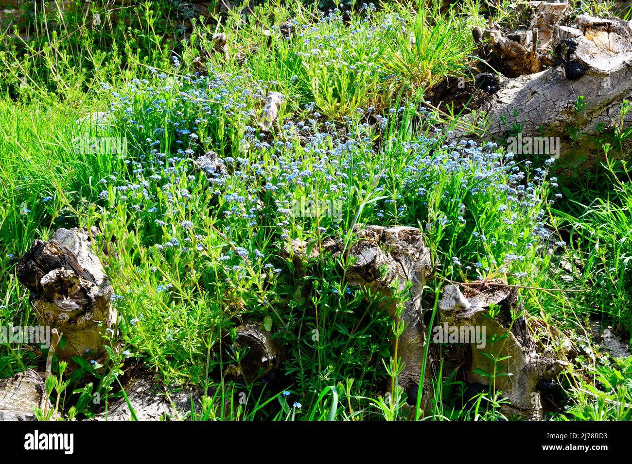 Forget me nots (Myosotis) growing on old tree trunks Hook Norton ...